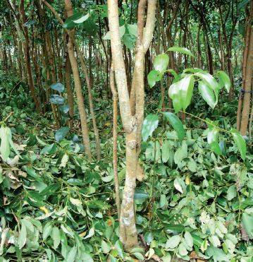 Cinnamon Farmer