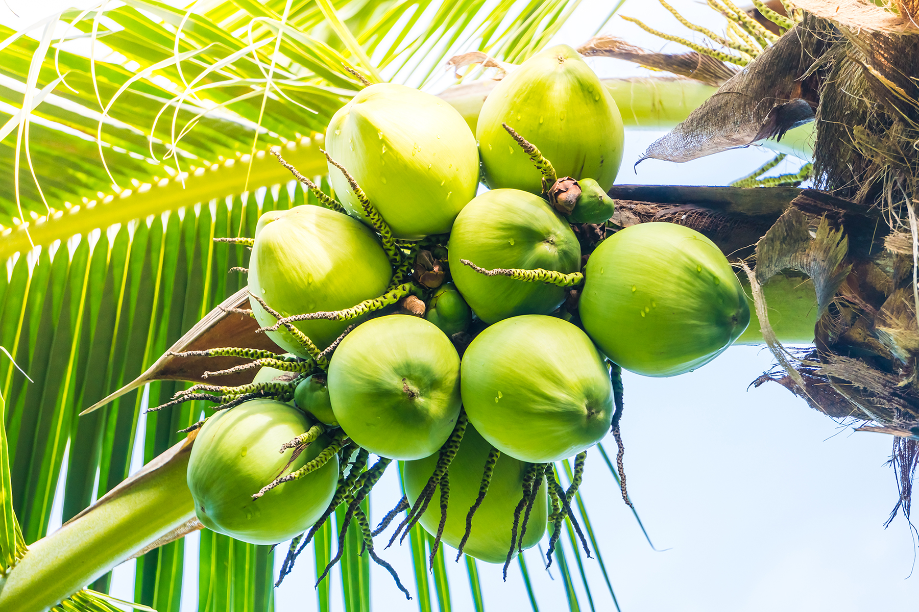 Coconut Products