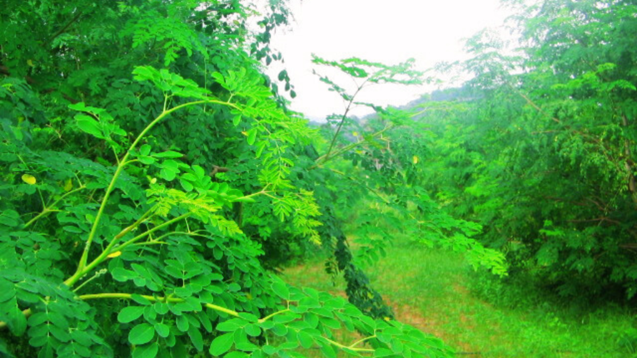 Harvest Area