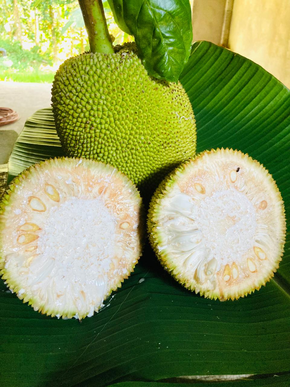 Dried Jackfruit