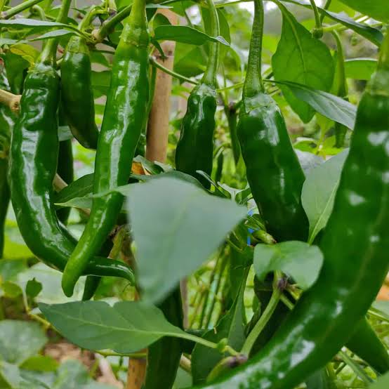 Fresh Green Chili