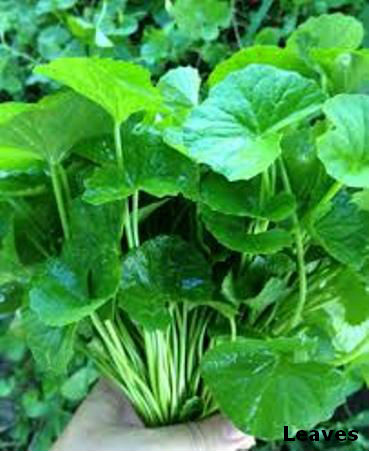 Gotukola Powder