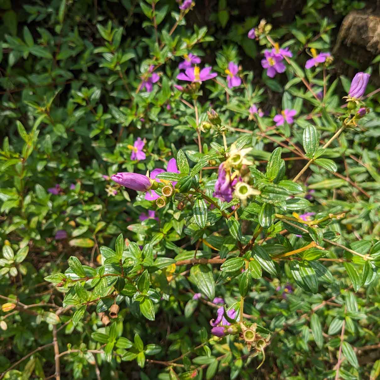 Organic Heenbovitiya
