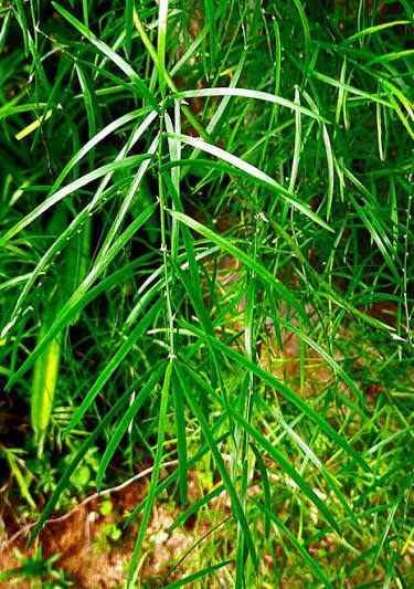 Organic Hathawariya/Shatavari