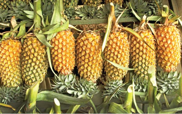 Organic Pineapple