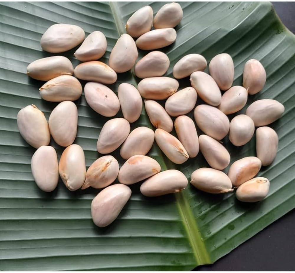 Organic Jackfruit Seeds
