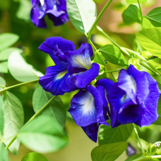 Organic Blue Butterfly Pea Flower