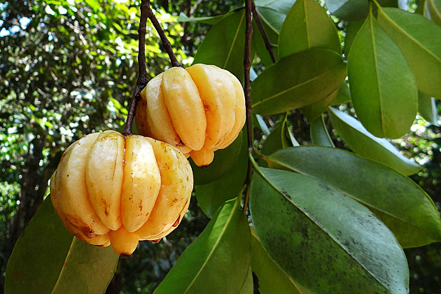 Organic Garcinia