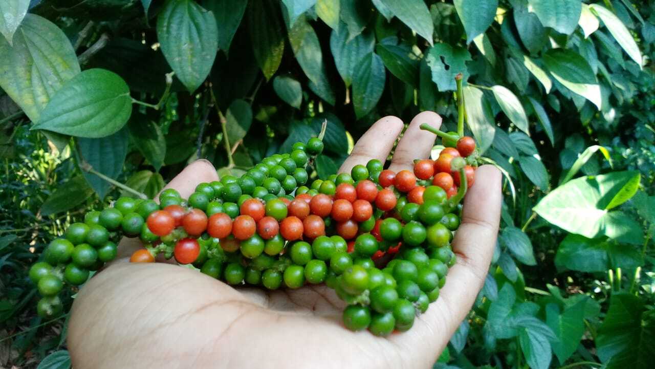 Organic Green Pepper